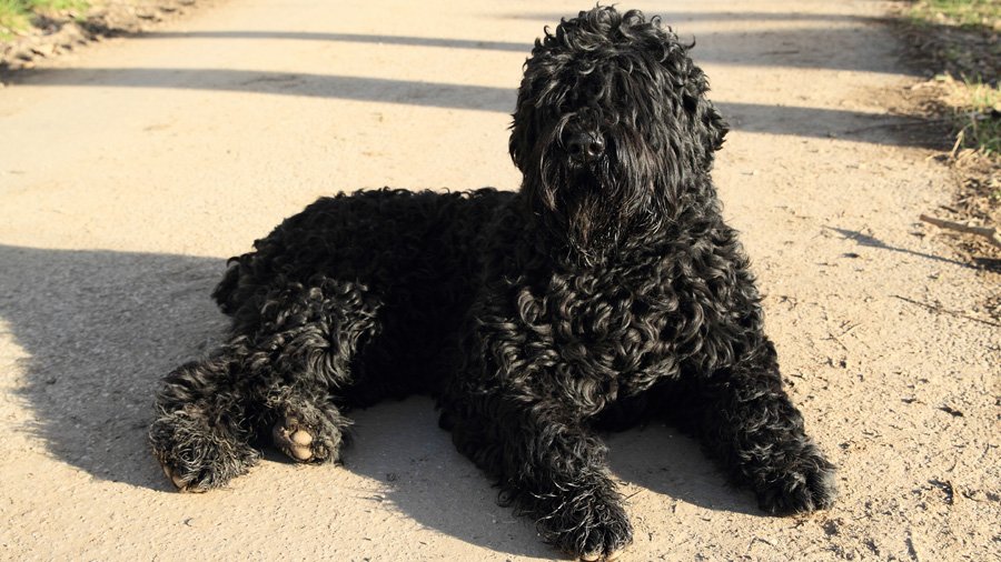 Породы собак для охраны 1484656045_black-russian-terrier-dog