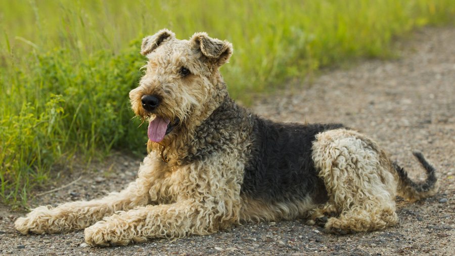 Самые умные породы собак 1484761414_airedale-terrier-dog