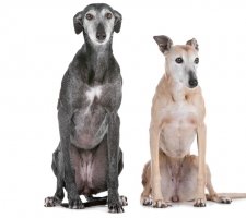 Породы собак с описанием и фото. 1485074416_greyhound-dog-photo-5