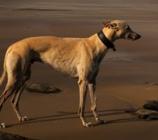 Породы собак с описанием и фото. 1485074479_greyhound-dog-photo-4