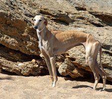 Породы собак с описанием и фото. 1485074489_greyhound-dog-photo-3