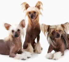 Породы собак с описанием и фото. 1485084261_chinese-crested-dog-photo-5