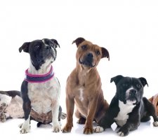 Породы собак с описанием и фото. - Страница 2 1485088002_staffordshire-bull-terrier-dog-photo-5