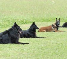 Породы собак с описанием и фото. 1485113844_belgian-sheepdog-dog-photo-1