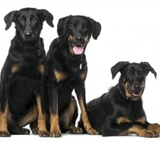 Породы собак с описанием и фото. 1487579413_beauceron-dog-photo-2