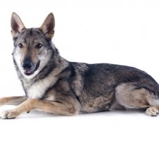 Породы собак с описанием и фото. 1487582530_wolfdog-photo-5