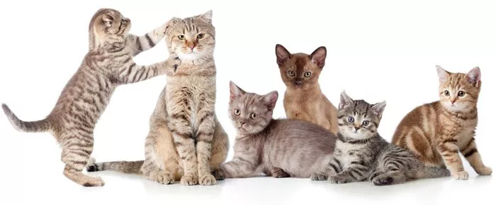 Породы кошек с фотографией и названием по алфавиту thumbnail
