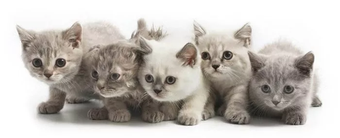Все породы кошек с картинками с названиями thumbnail