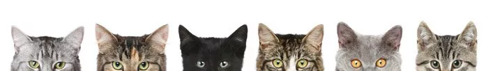 Породы кошки с фотографиями и названиями пород по алфавиту thumbnail