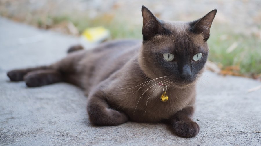 Фотографии кошек с названием породы и описанием thumbnail