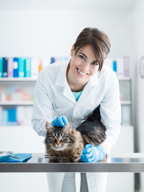 Флегмонозный конъюнктивит у кошек лечение thumbnail