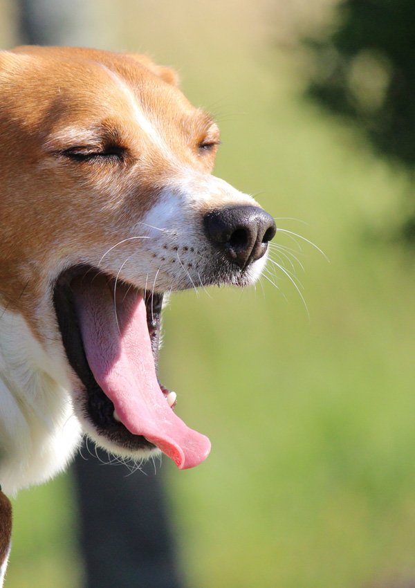 Как вылечить запах изо рта собаки thumbnail