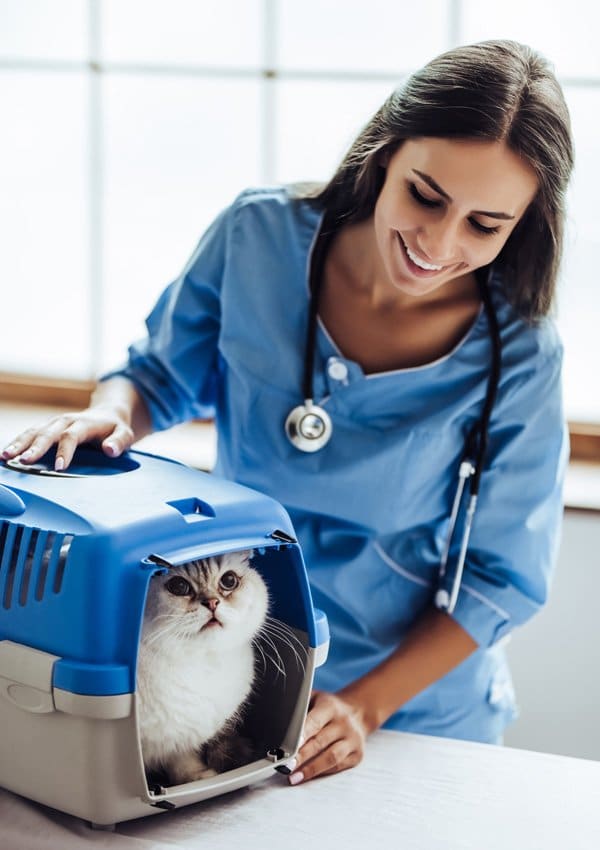 Кошка на приеме у ветеринарного врача