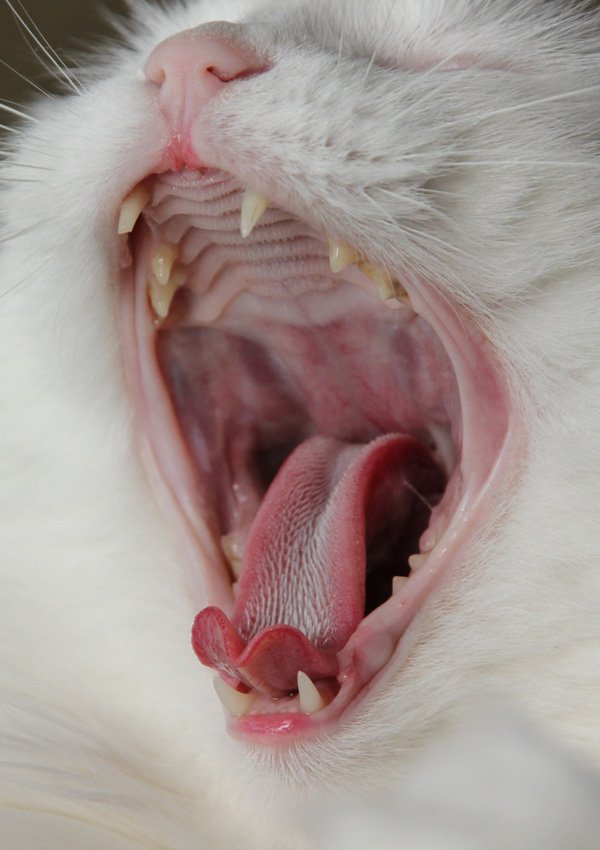 Стоматит у кошек лечение в домашних условиях thumbnail