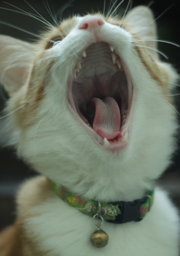 Стоматит у кошек лечение в домашних thumbnail