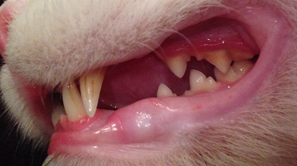 У кота выпал зуб и опухла десна thumbnail