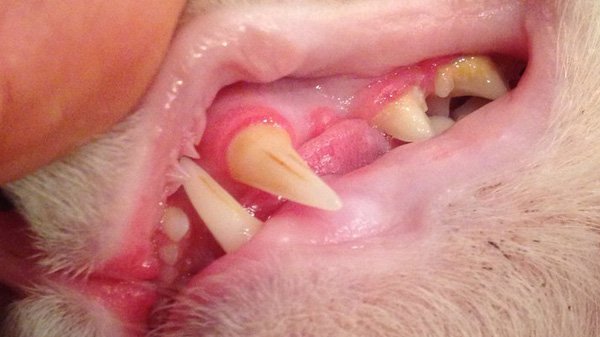 Как вылечить десны и зубы у кота thumbnail