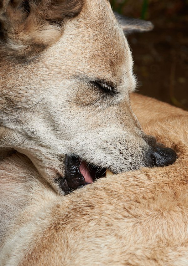 Какие продукты вызывают аллергию у собак в домашних условиях thumbnail
