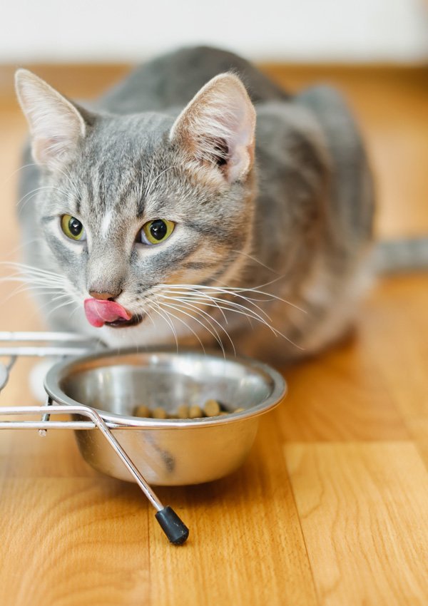 Почему кошки плохо едят корм thumbnail