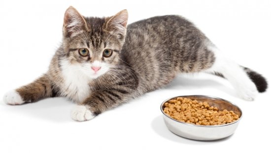 Почему кошки плохо едят корм для thumbnail