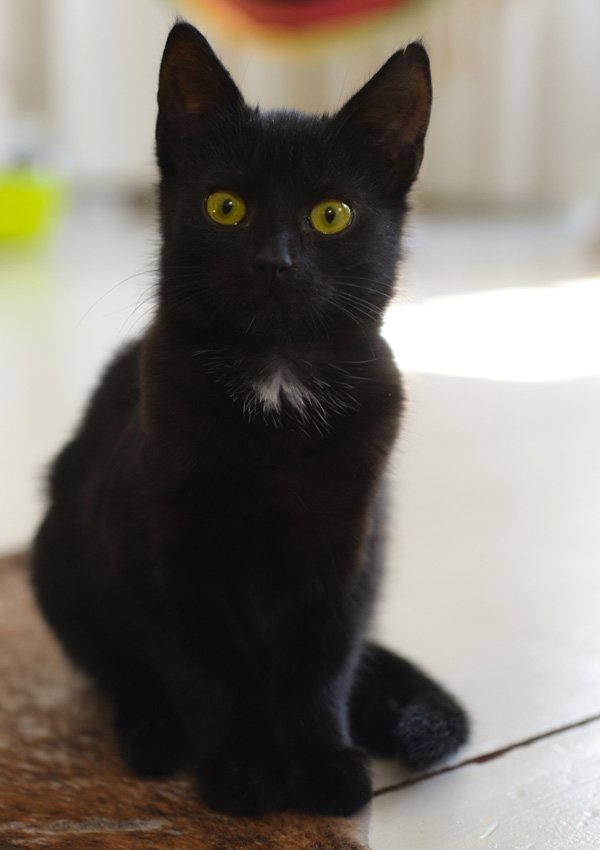 Котенок-девочка черного окраса