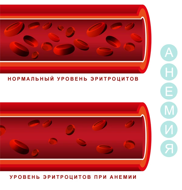Препараты при анемии у собак thumbnail