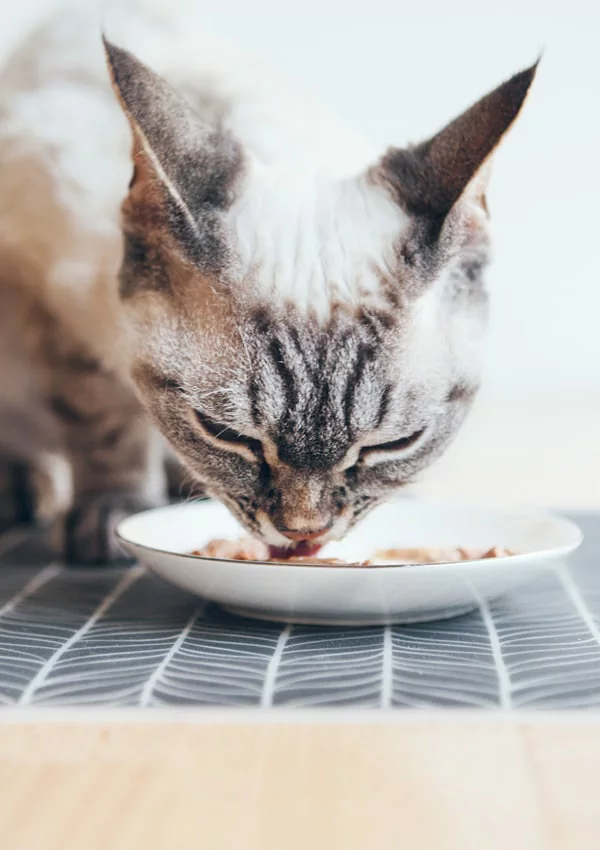 Какая порция еду для кошек thumbnail