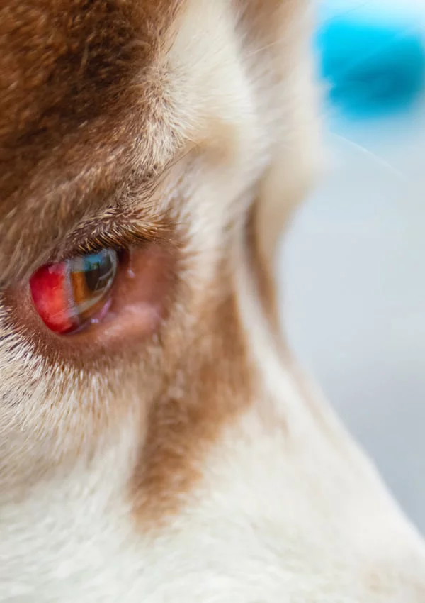 Красные глаза собаки лечение thumbnail