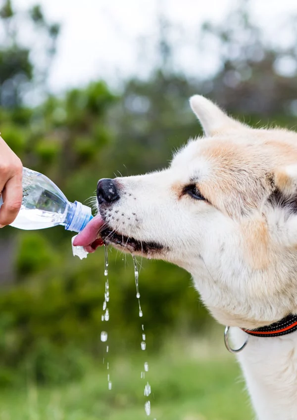 Болезни собак симптомы много пьет воды thumbnail