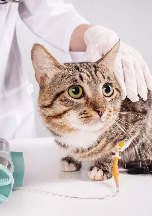Сколько живут кошки с сахарным диабетом на инсулине thumbnail