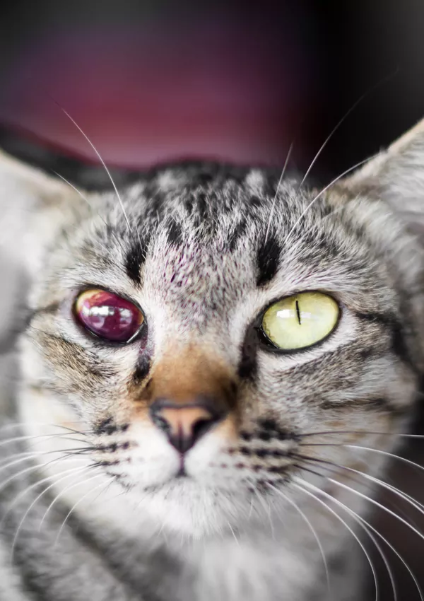 У какой кошки красные глаза thumbnail