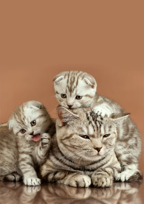 Беременность шотландской кошки по неделям в картинках thumbnail
