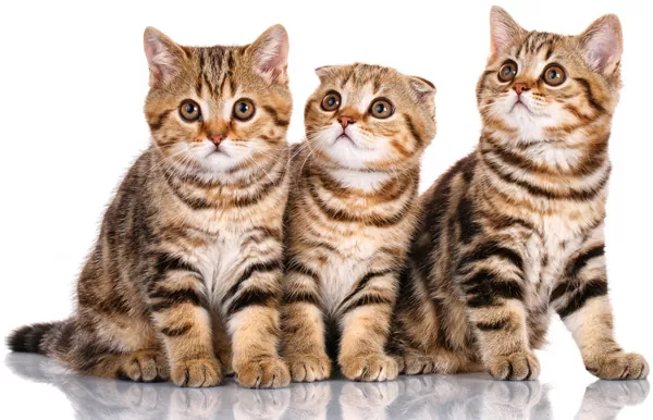 Как узнать сколько котят будет у шотландской кошки thumbnail