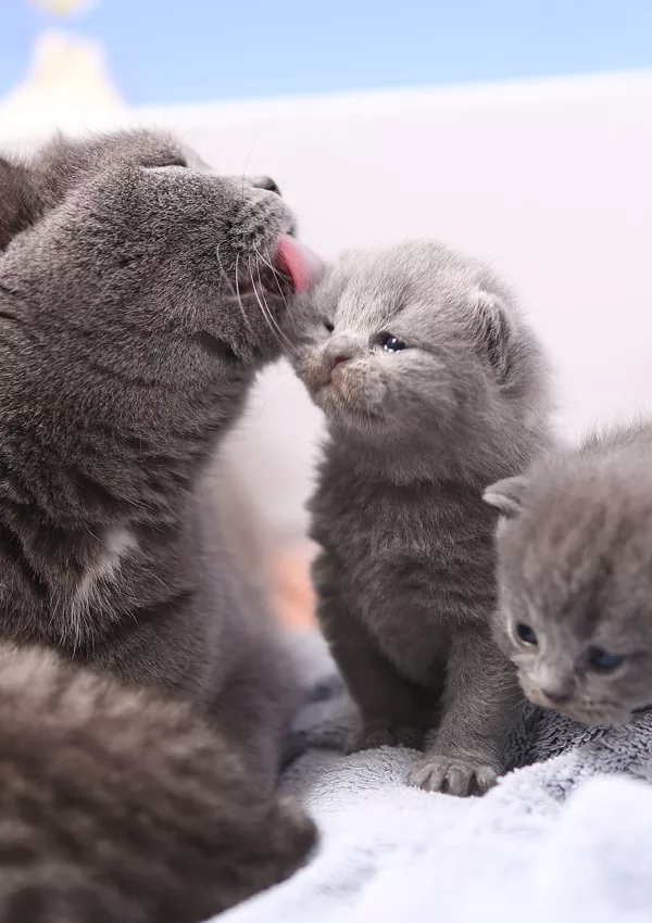 Сколько котят рожает британская кошка в третий раз thumbnail