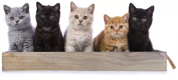 Сколько рожают британские кошки thumbnail
