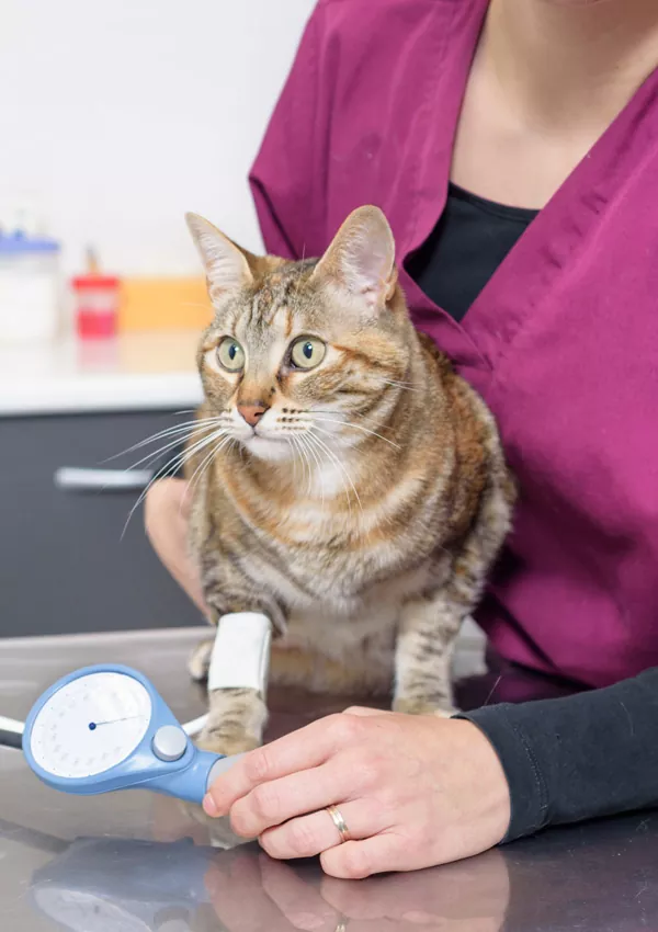 Венозное давление крови у кошек норма thumbnail