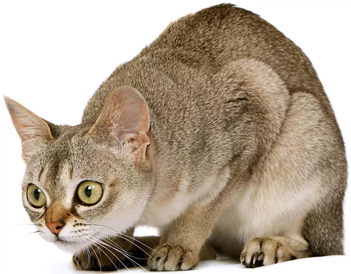 Какая порода у кошек с окрасом табби thumbnail
