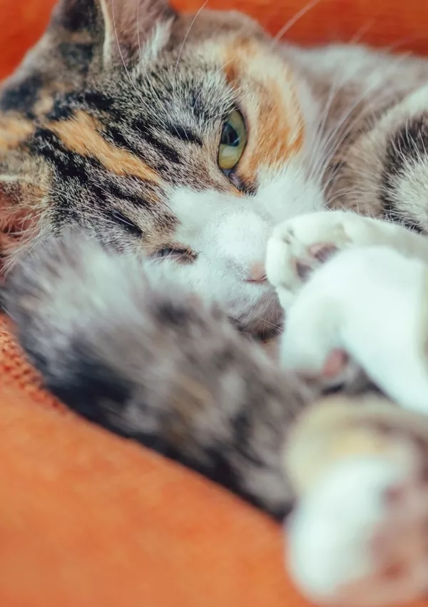 Породы кошек с окрасом серебристый табби thumbnail