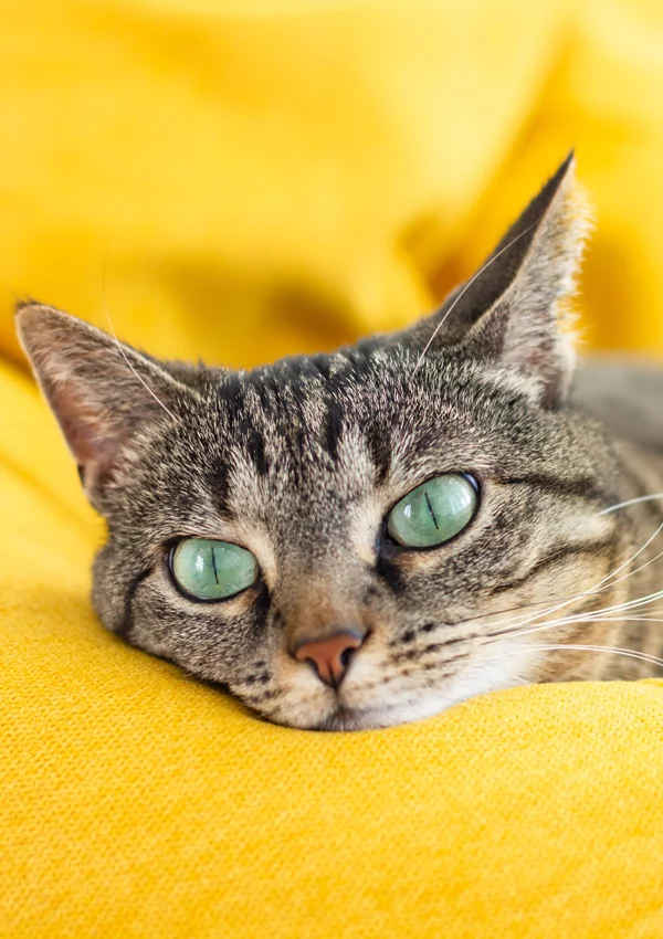 Какое у кошки зрение цветное или черно thumbnail