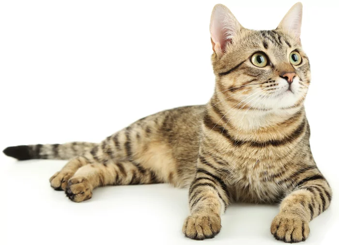 Лечение судорожного синдрома у кошек thumbnail