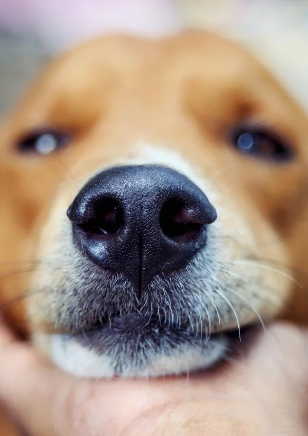 Синдром сухого носа у собаки thumbnail
