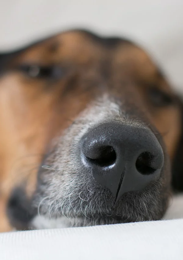 Как вылечить сухой нос у собаки thumbnail