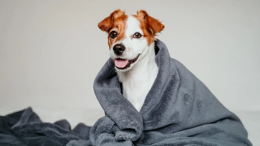 Собака укутанная в теплое одеяло