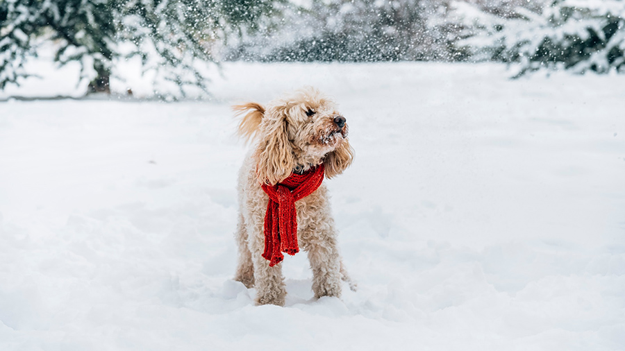 Как кормить собаку зимой: полезные советы