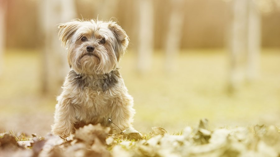 Йоркширский терьер собака: фото, характер, описание йорка