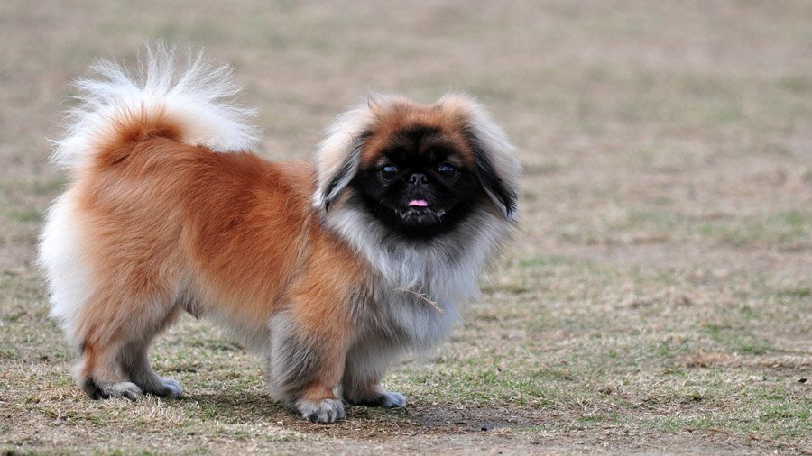Собака Пекинес: описание породы, фото, цена щенков, отзывы