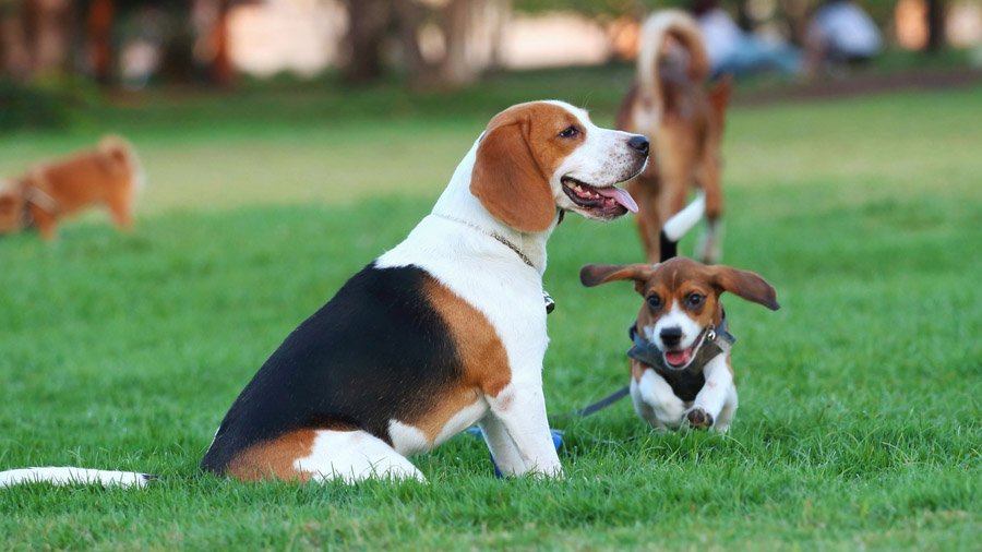 Бигль - фото породы собаки, характеристика и описание характера бигля -  Royal Canin