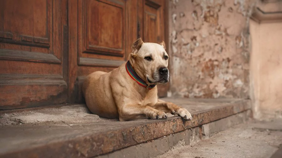 Породы собак средних размеров: с названием, описанием и фото