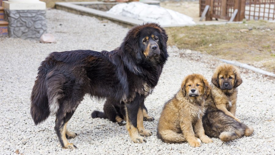 Тибетский мастиф: описание породы, характер, уход за собакой