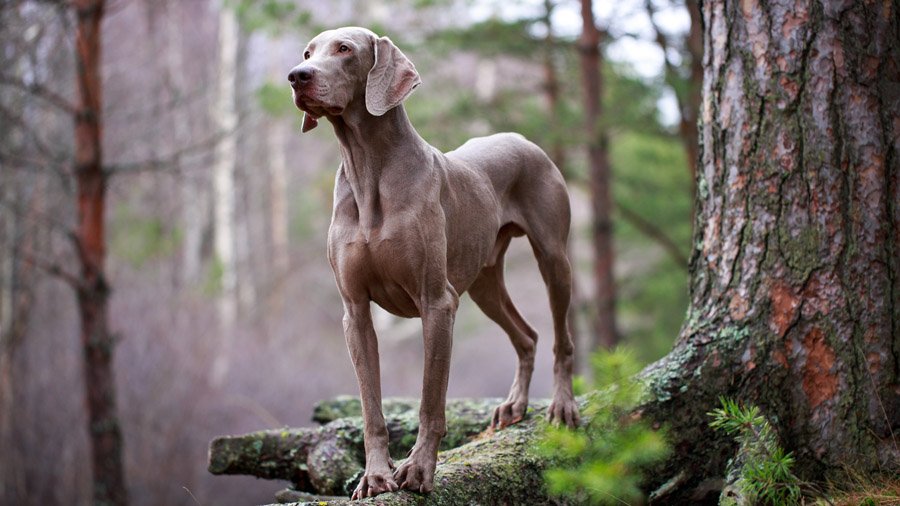 Порода охотничьих собак на букву с (56 фото) - картинки витамин-п-байкальский.рф